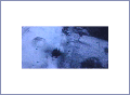 Strip 10