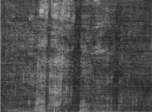 Wald bei Colditz 2