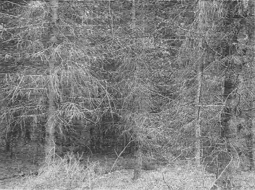Wald bei Colditz IV