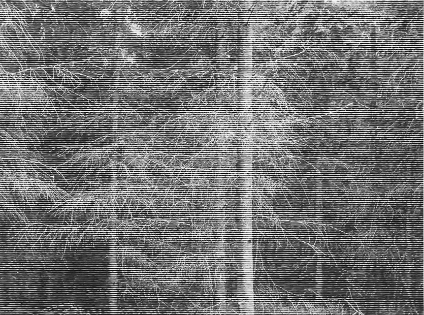 Wald bei Colditz V
