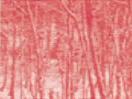 Deutscher Wald 7